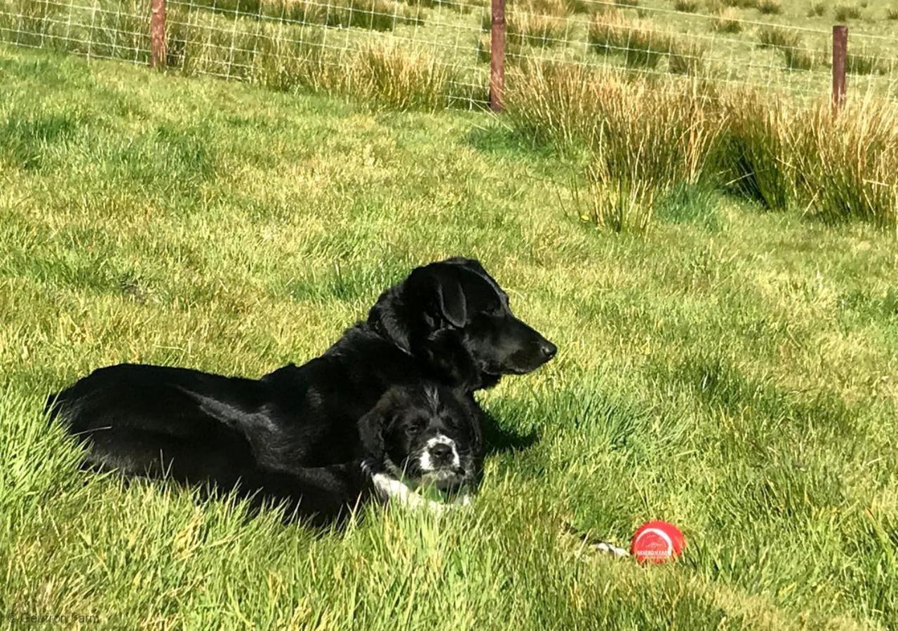 Farmhouse & Cottage At Geufron Farm - Dog Friendly Bryn-crug Exteriér fotografie